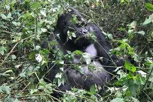 Congo National Parks