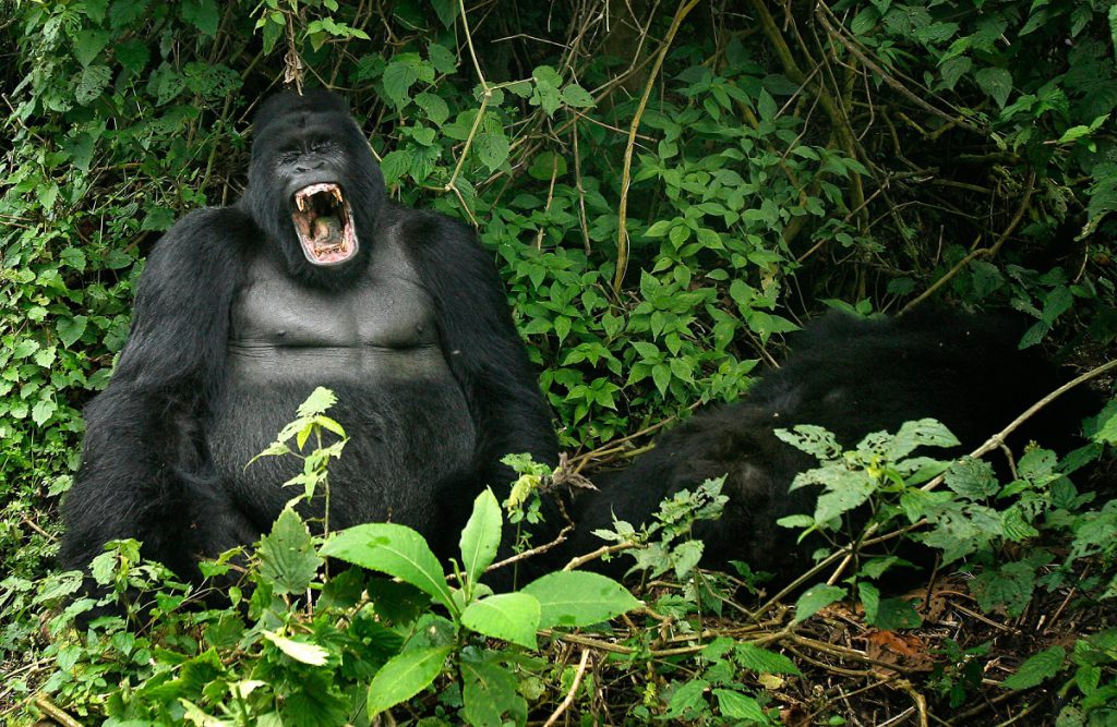 Virunga National Park Africa