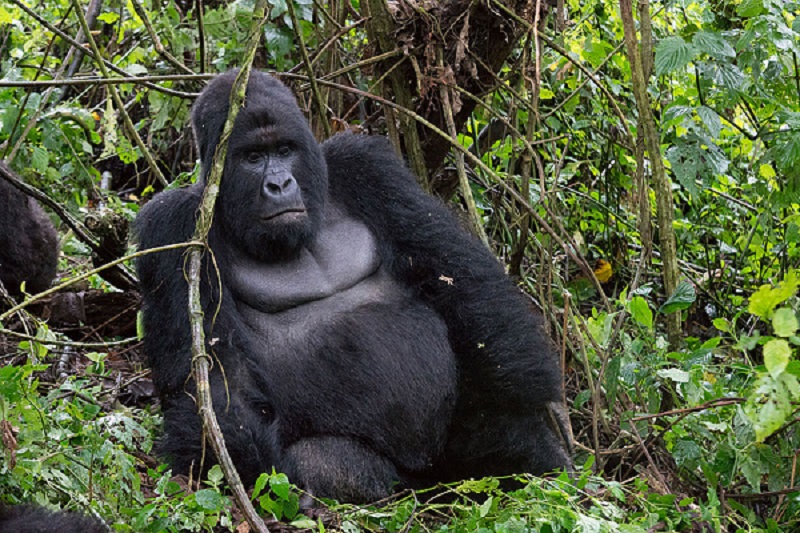 Gorilla Trekking in National Park