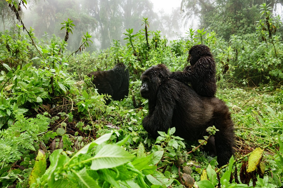 Gorilla Trekking in National Park