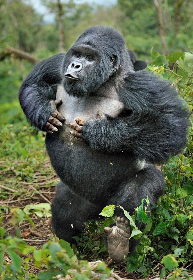 mountain gorilla