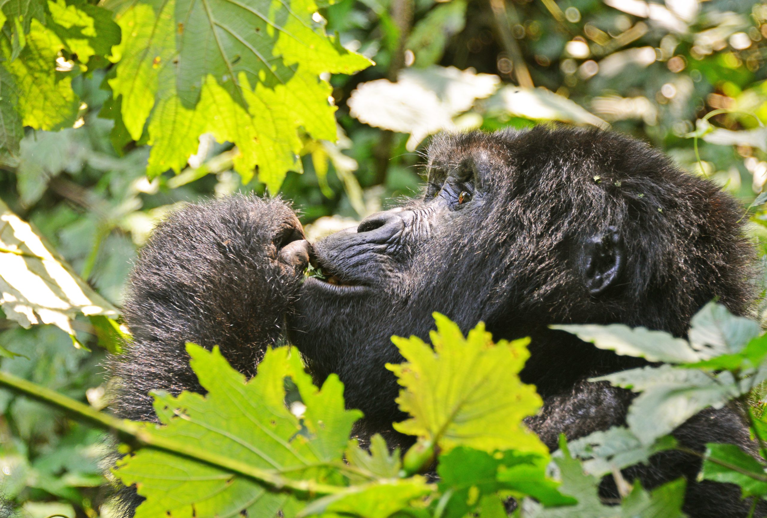 Virunga National Park Africa